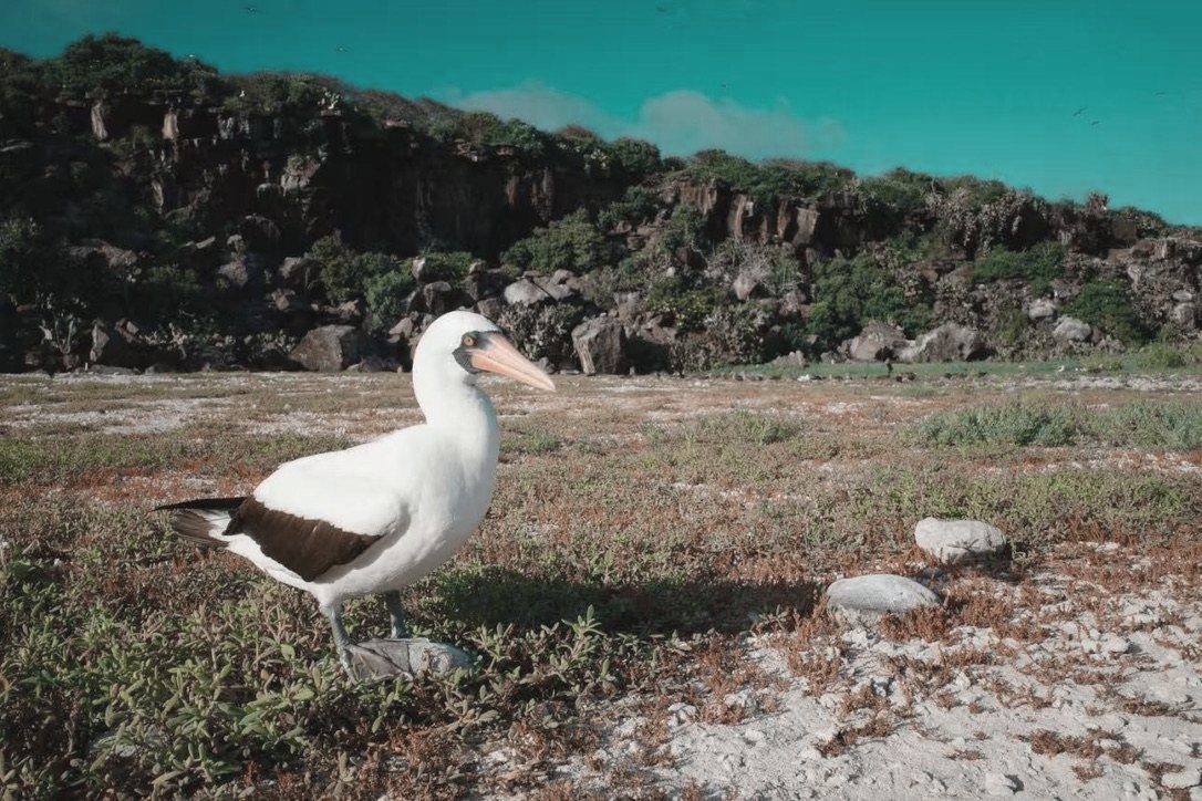 西班牙岛