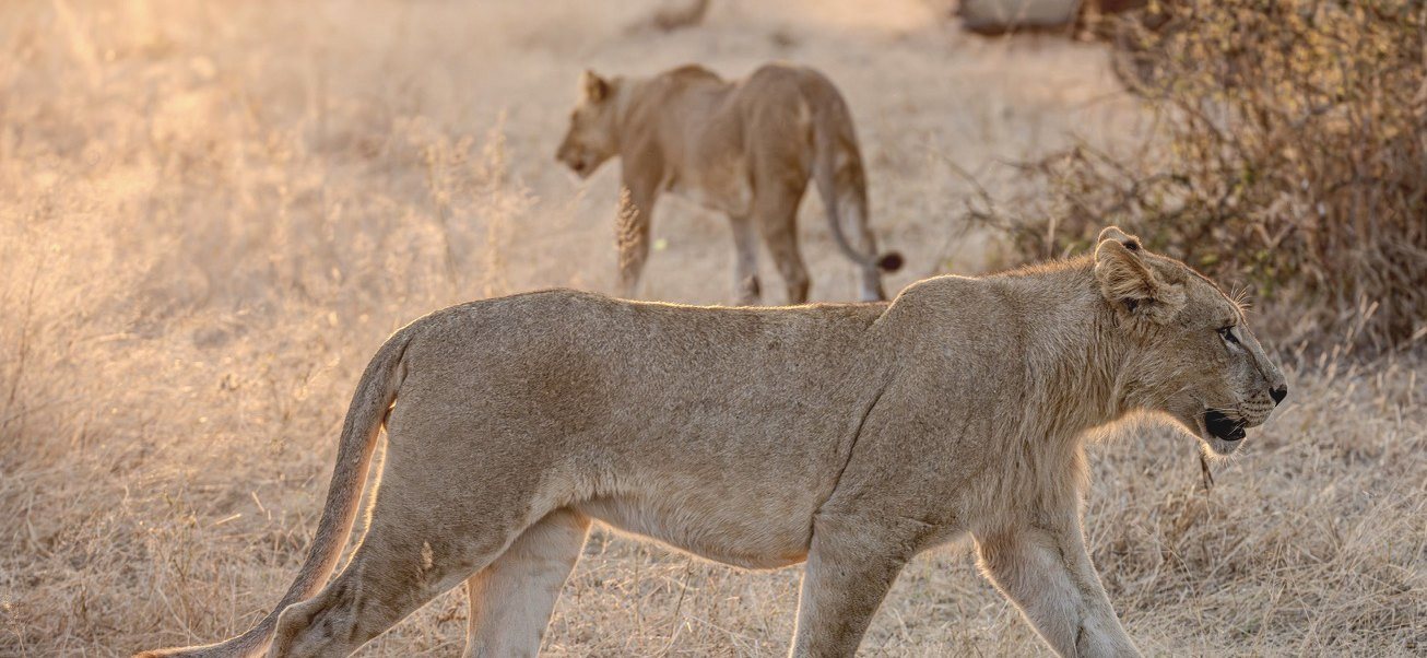三角洲清晨與黃昏 Safari